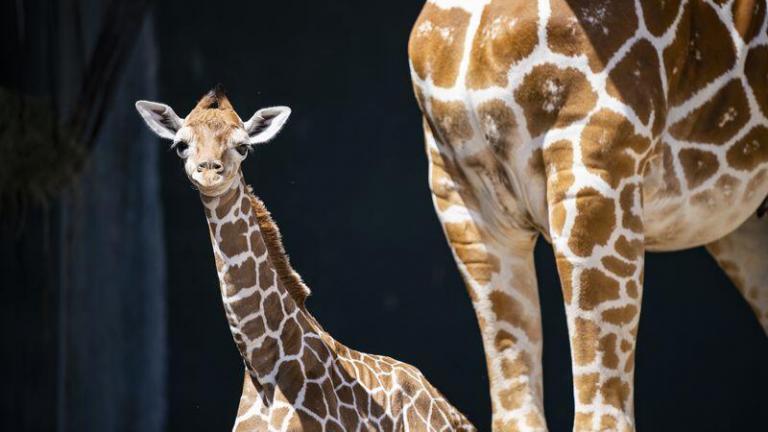 Meet Stanley the giraffe, born at Busch Gardens the night Lightning won cup