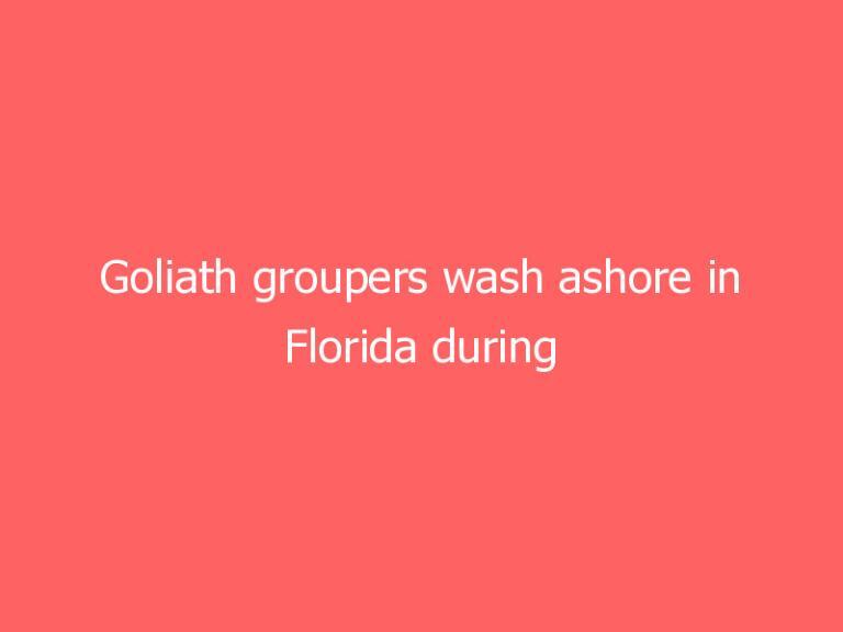 Goliath groupers wash ashore in Florida during massive fish kill