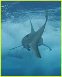 Scary New Video Surfaces of ‘Jackass’ Star Shark Attack