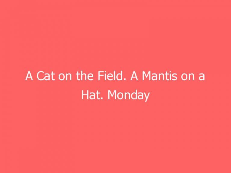 A Cat on the Field. A Mantis on a Hat. Monday Baseball Had It All.