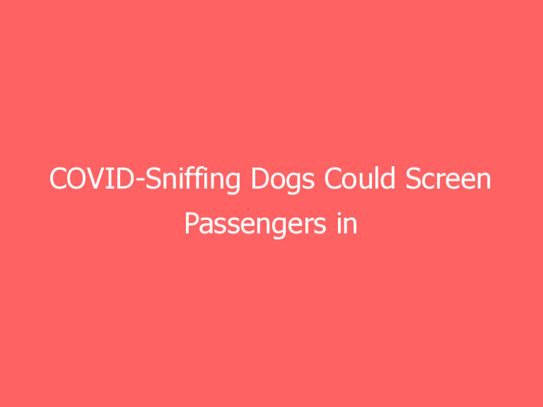 COVID-Sniffing Dogs Could Screen Passengers in U.S. Airports