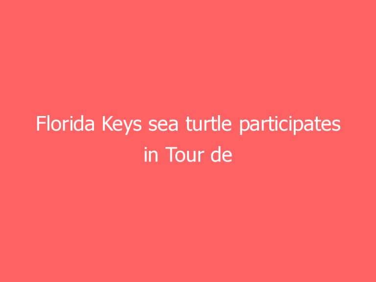 Florida Keys sea turtle participates in Tour de Turtles