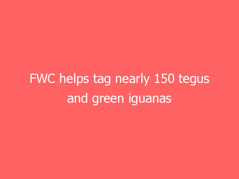 FWC helps tag nearly 150 tegus and green iguanas with a month left in 90-day grace period, by