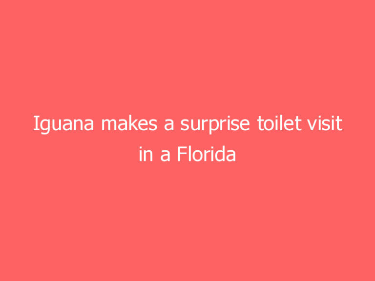 Iguana makes a surprise toilet visit in a Florida family’s home