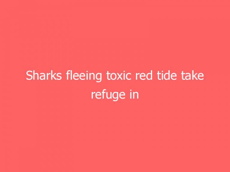 Sharks fleeing toxic red tide take refuge in Florida canal