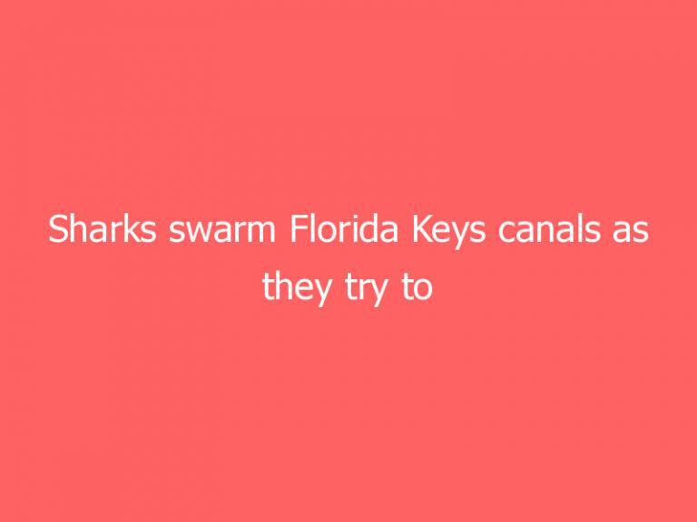 Sharks swarm Florida Keys canals as they try to escape toxic red tide