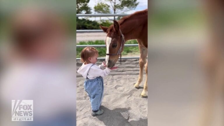 Utah toddler shows off special bond with horses at family barn