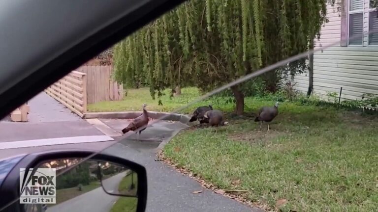 Wild turkeys caught using the crosswalk to pass over a Florida roadway